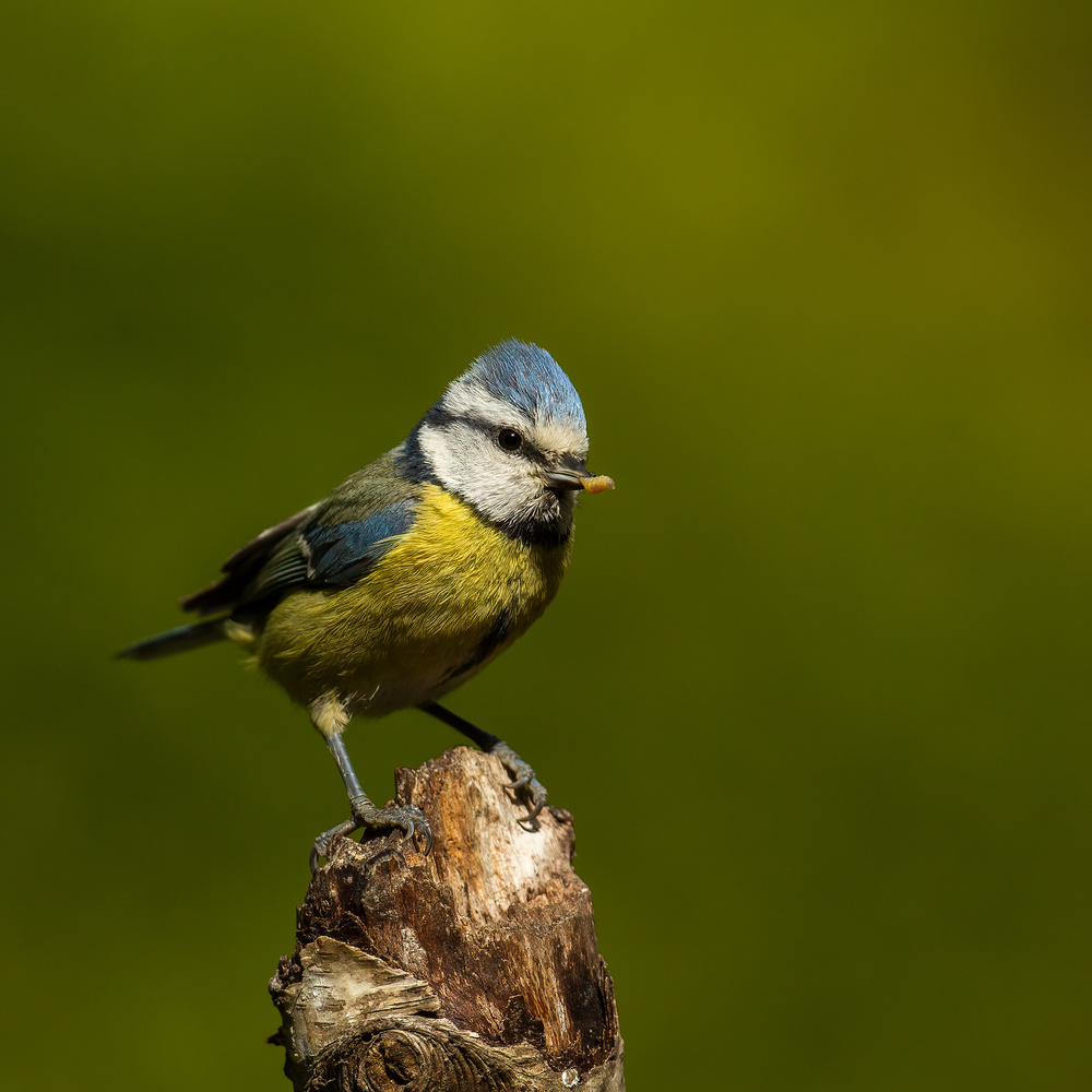 a very busy blue tit von Annie Keizer