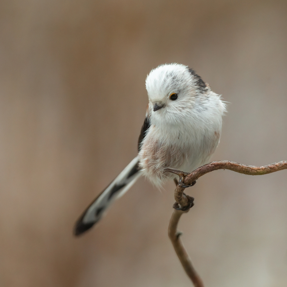 a White-headed Long-tailed Tit von Annie Keizer