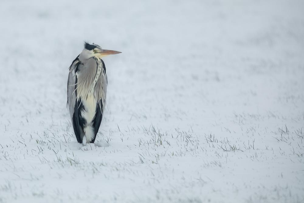 lonely von Annie Keizer