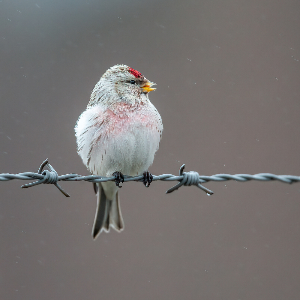 singing in the rain von Annie Keizer