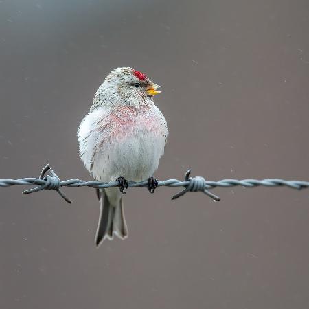 singing in the rain