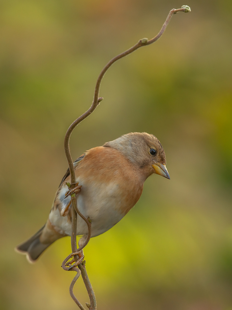 brambling in colors von Annie Keizer