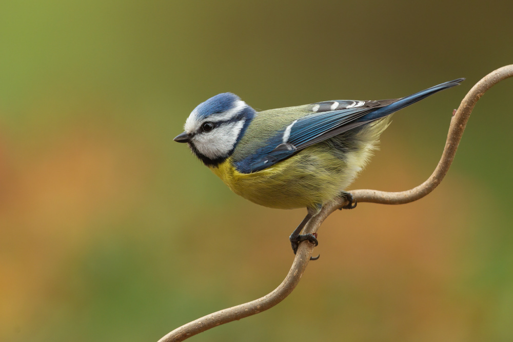 Little blue tit in spring von Annie Keizer