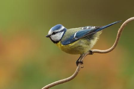 Little blue tit in spring