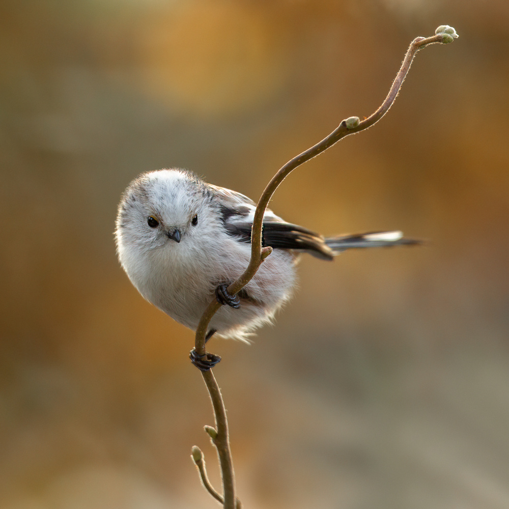 long - tailed tit. von Annie Keizer