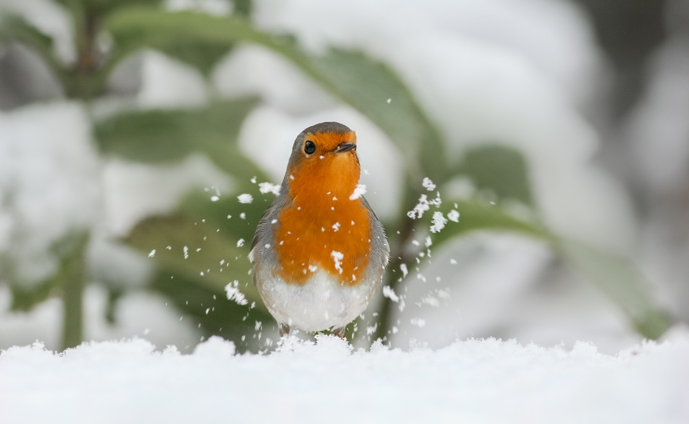 Robin in the snow. von Annie Keizer