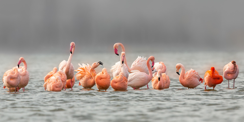 pink von Annie Keizer