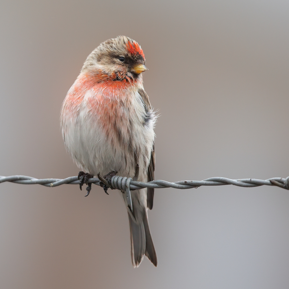 Red red! von Annie Keizer