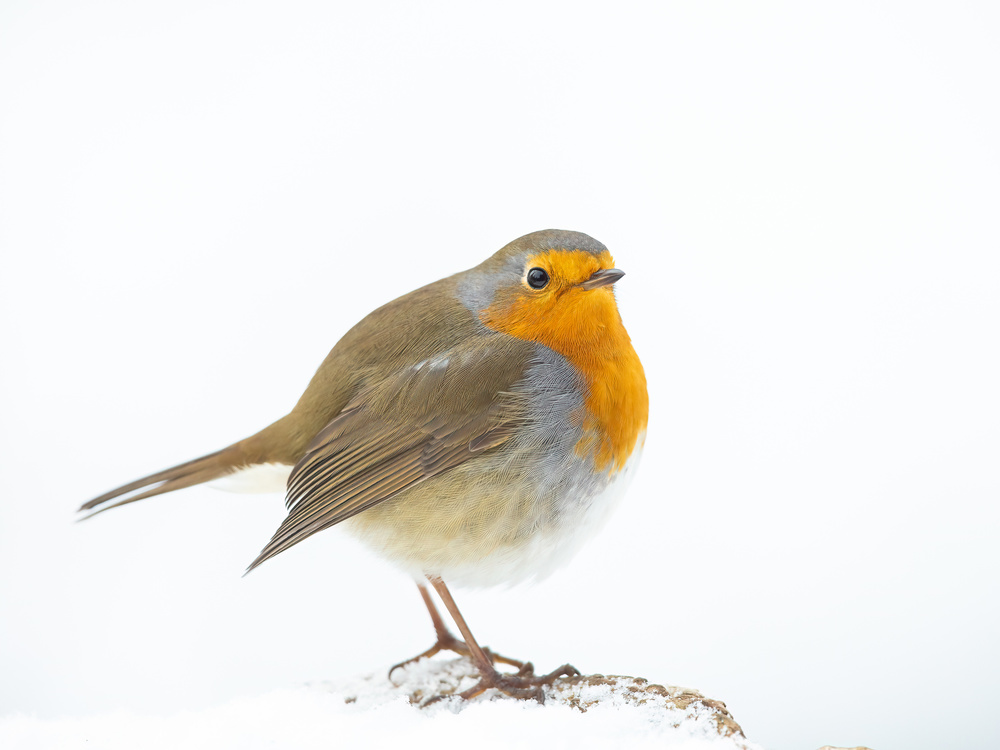 robin in winter von Annie Keizer