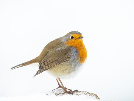 robin in winter