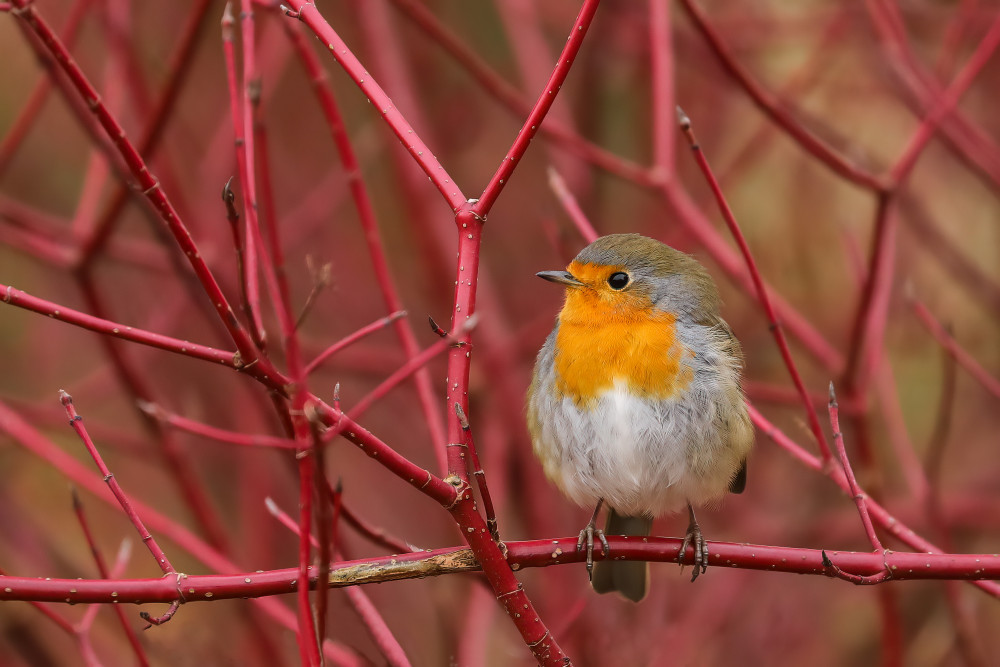 robin in red von Annie Keizer