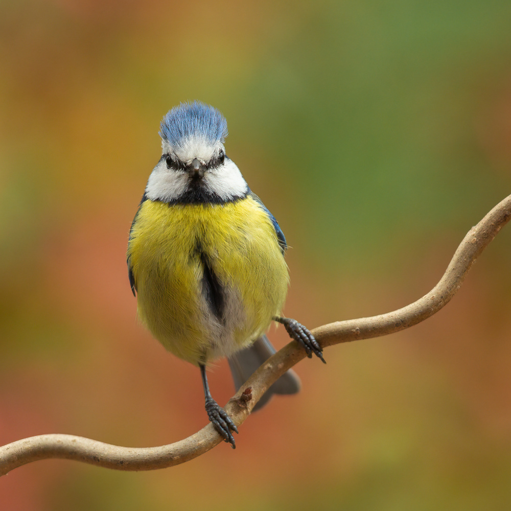 Bad hair...bad mood? von Annie Keizer