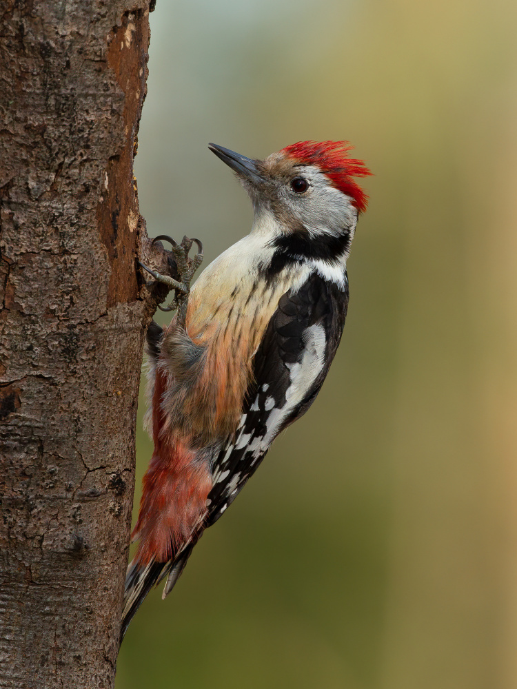 Bad hair. von Annie Keizer