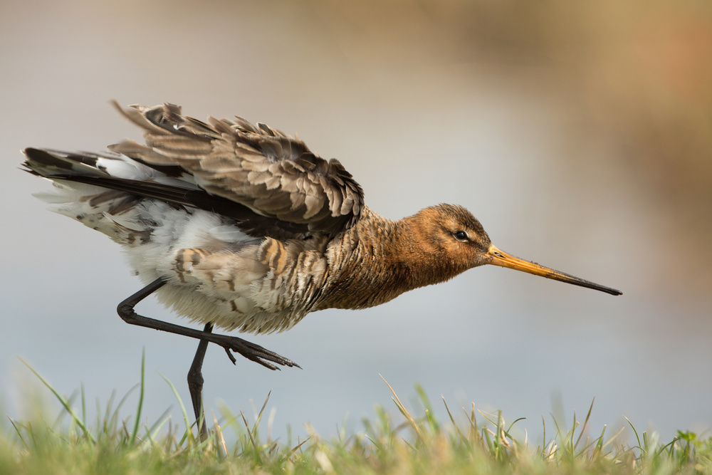 our national bird....the godwit von Annie Keizer