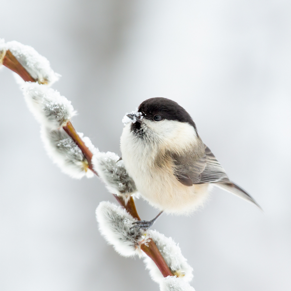 Willow tit in winter. von Annie Keizer