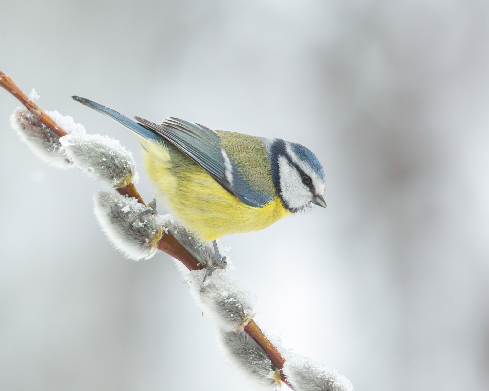 Winter and spring! von Annie Keizer