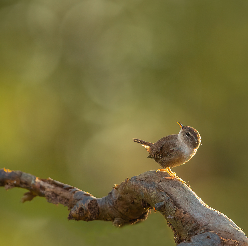 wren in the light von Annie Keizer