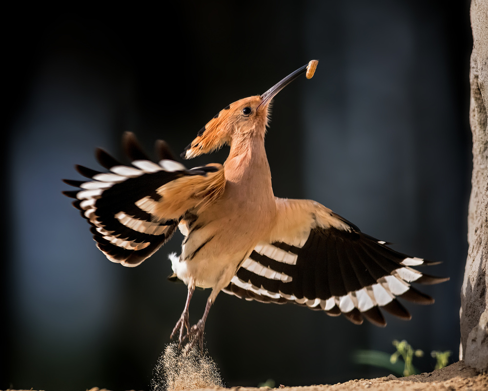 Taking off von Annie Poreider