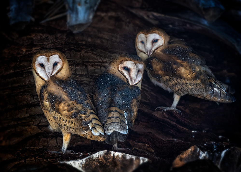 Baby Barn Owls von Annie Poreider