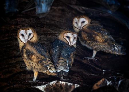 Baby Barn Owls