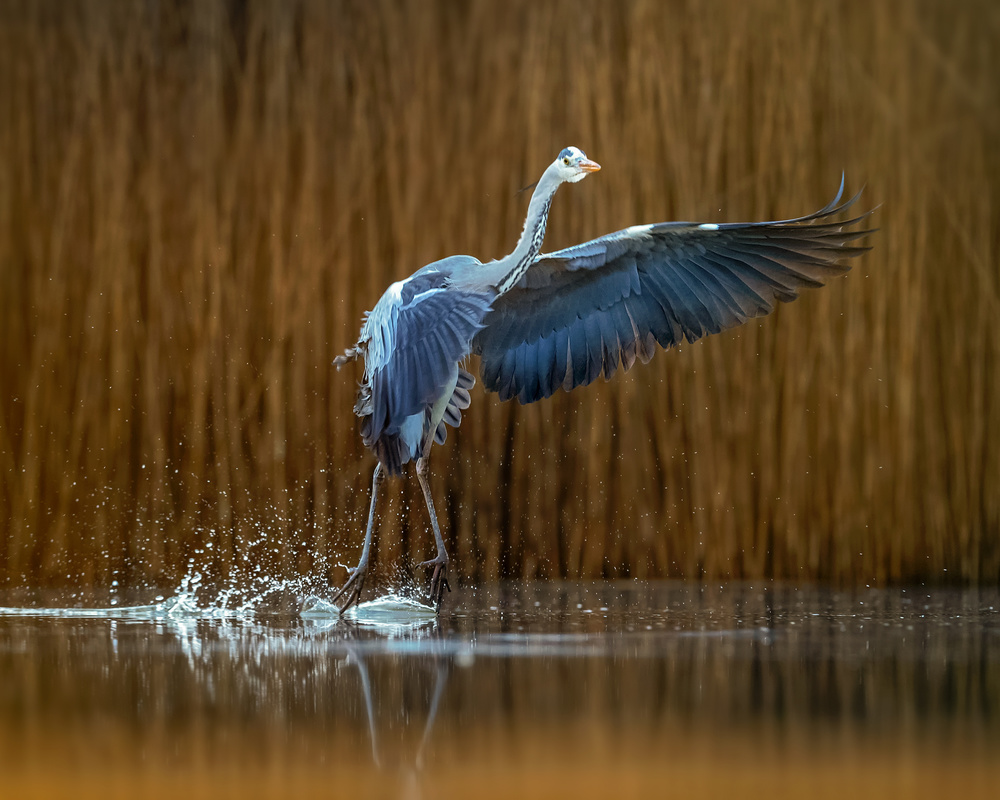 Ballet on the water von Annie Poreider