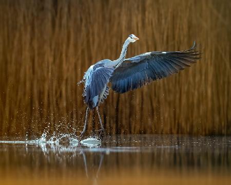 Ballet on the water