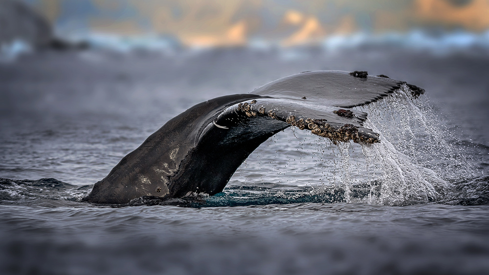 Humpback whale, the owner of Antarctic Ocean von Annie Poreider