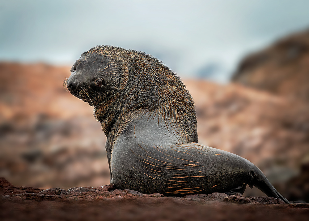 A lonely seal von Annie Poreider