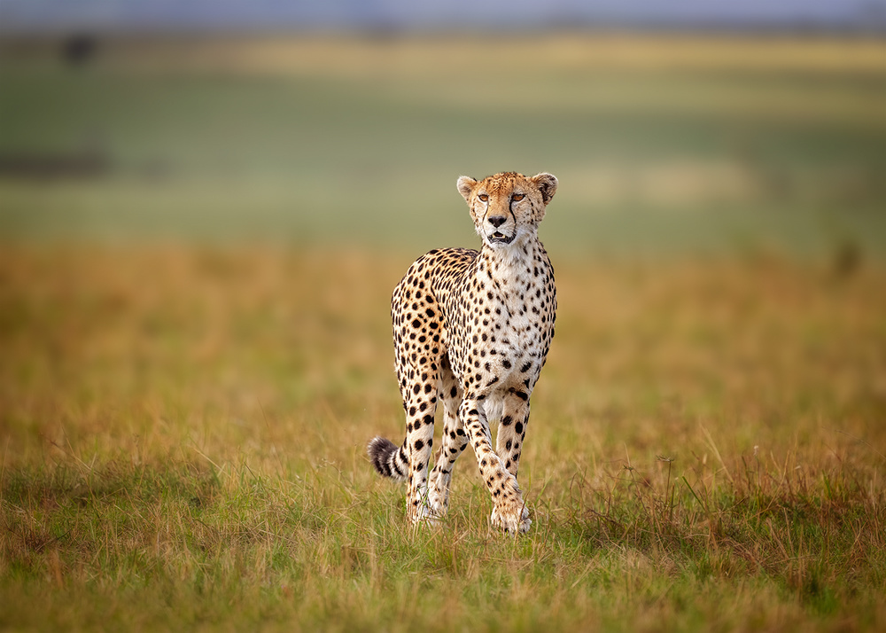 A Cruising Cheetah von Annie Poreider