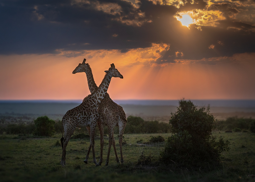 Backlighting at the dusk von Annie Poreider