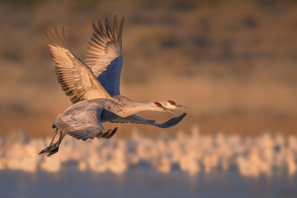 Flying together von Annie Poreider