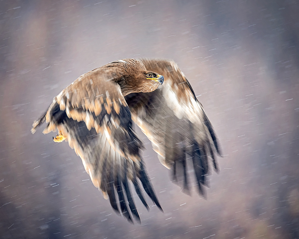 Soaring in the snow von Annie Poreider