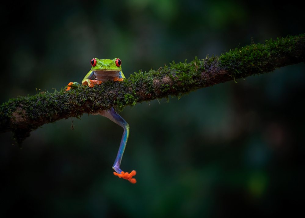 Climbing frog von Annie Poreider