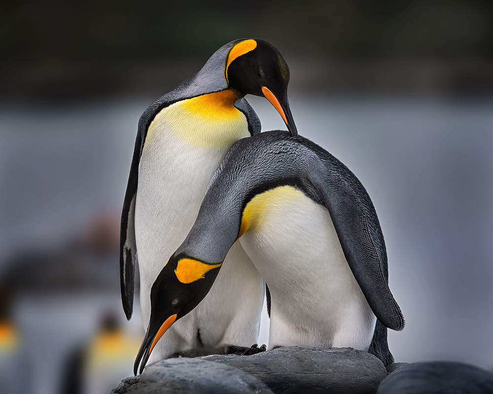 Love story of King Penguins von Annie Poreider