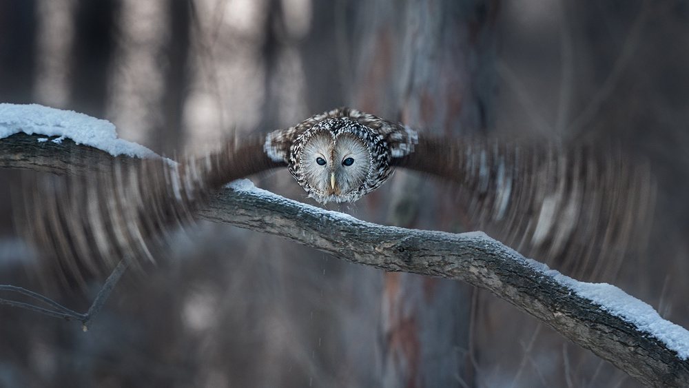 Dancing Wings von Annie Poreider