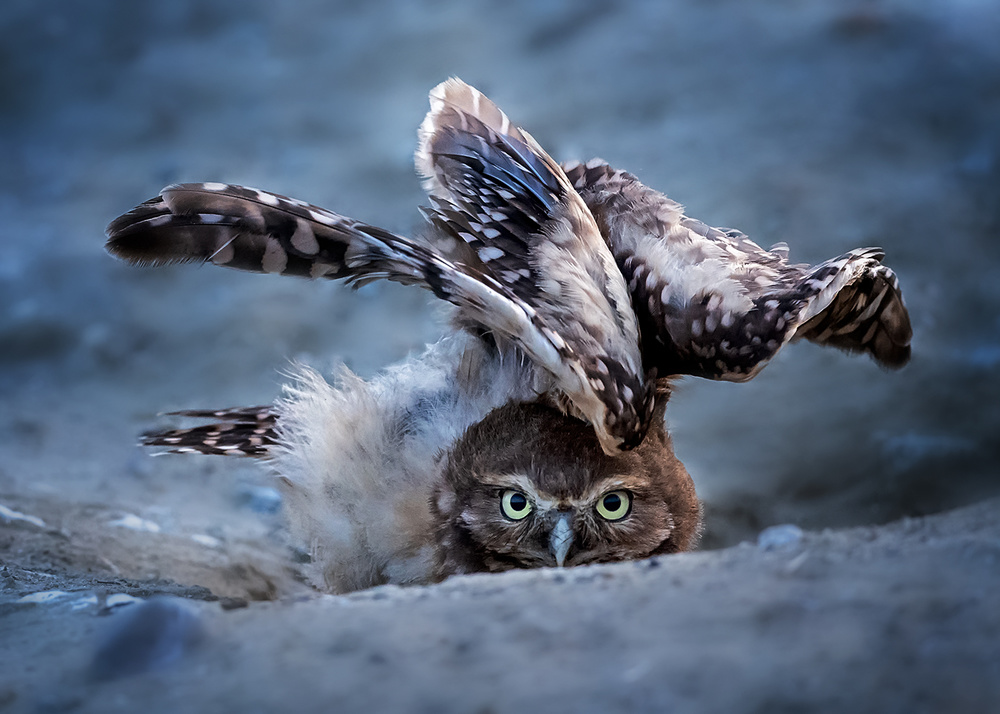 Hideing von Annie Poreider