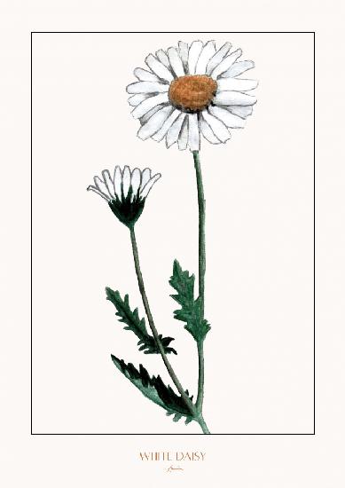 White daisy