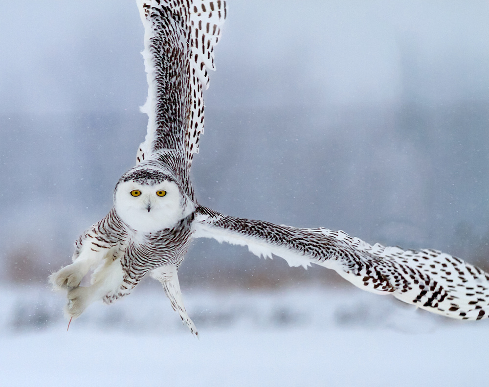 Hunting in snow von Anping Liu