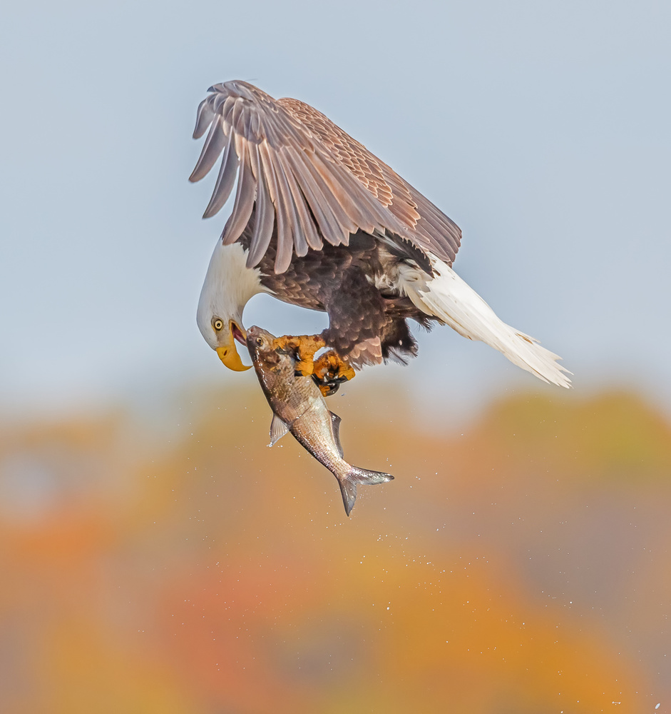 Delicious! von Anping Liu