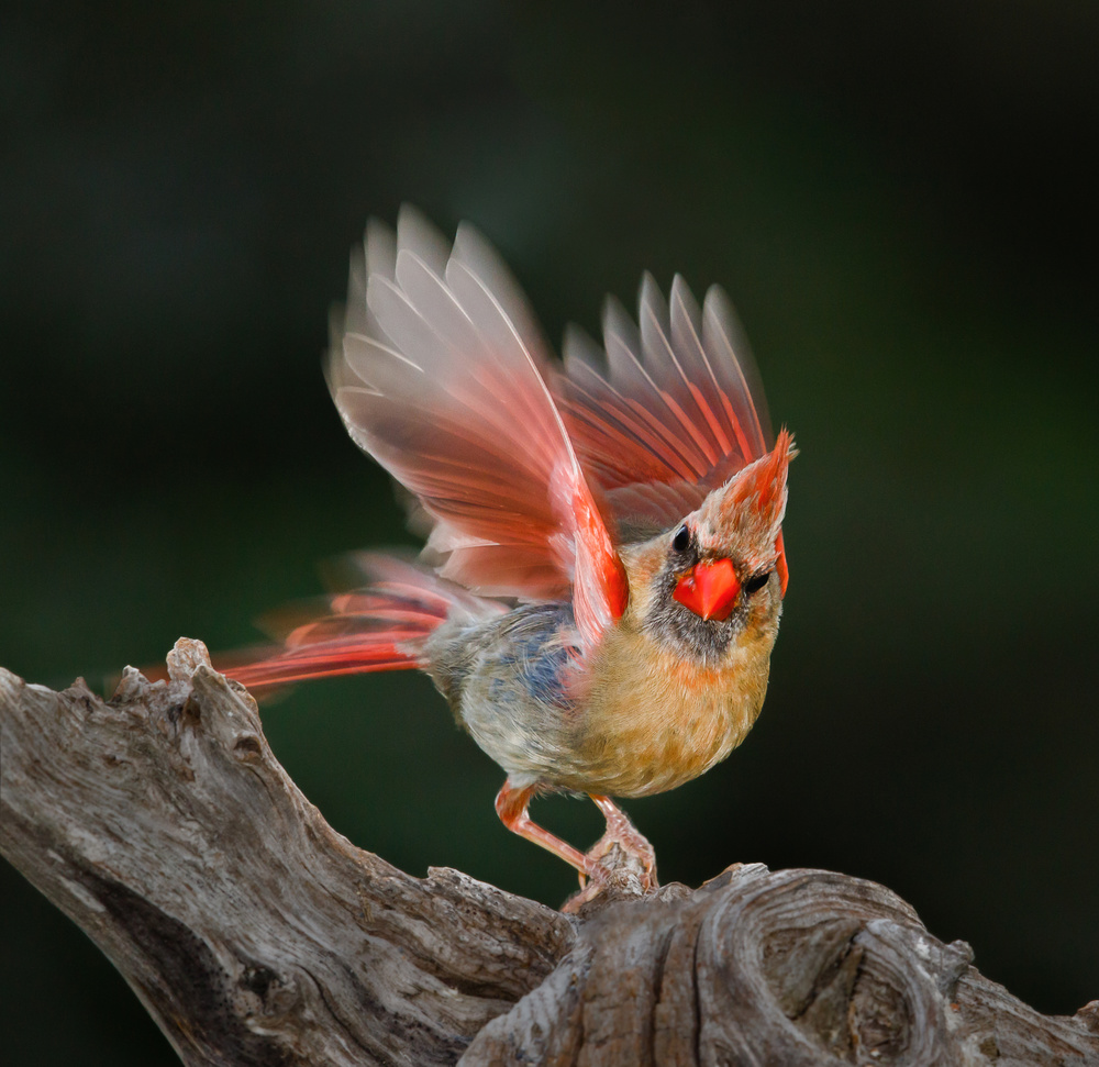 Dancing von Anping Liu