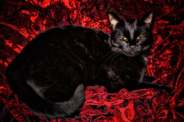 Black Cat in Regal Repose von Ant Smith