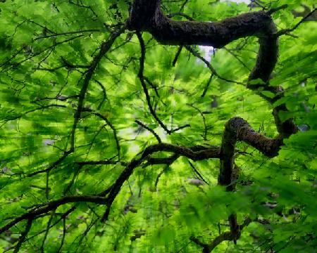 Tree Branch in Canopy