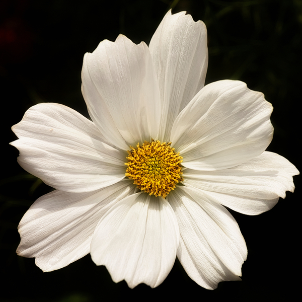 White Cosmos Flower von Ant Smith