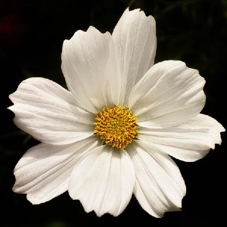 White Cosmos Flower