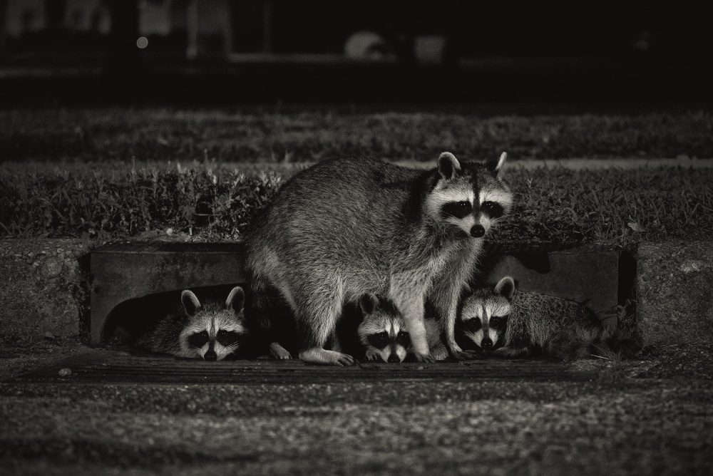 Nocturnal Family von Anthony Benussi