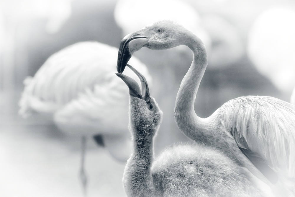 FEEDING .... von Antje Wenner-Braun