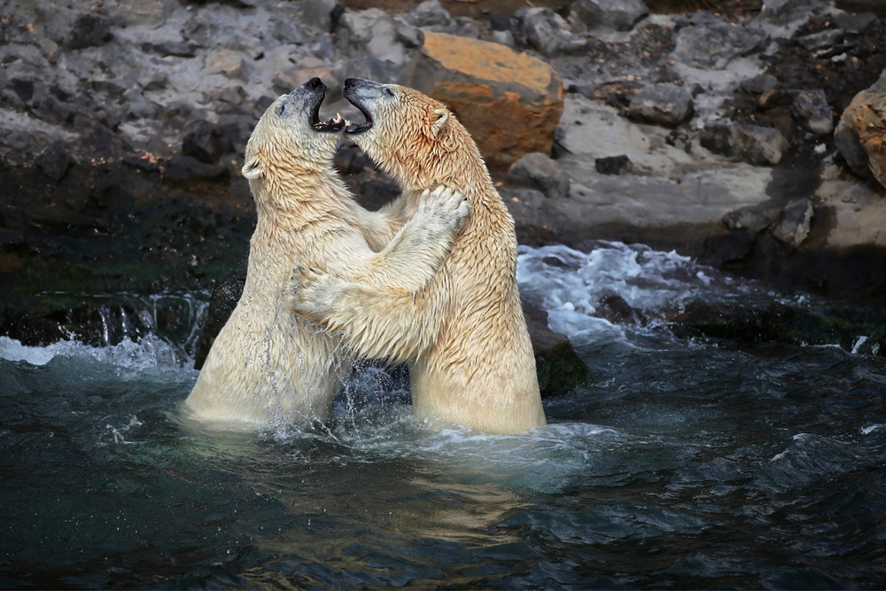 LOVERS von Antje Wenner-Braun