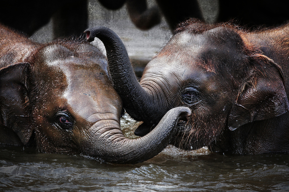 JUST WE TWO ... von Antje Wenner-Braun