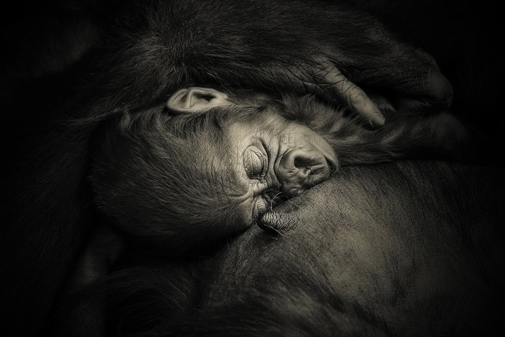 MOTHERS HUG .... von Antje Wenner-Braun