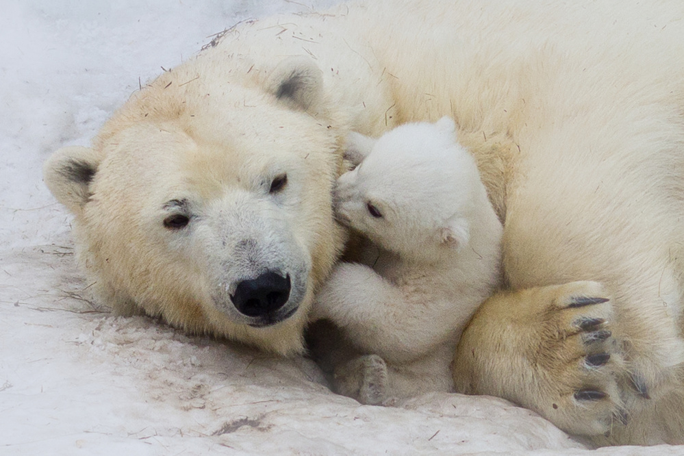 Polar bear with mom von Anton Belovodchenko